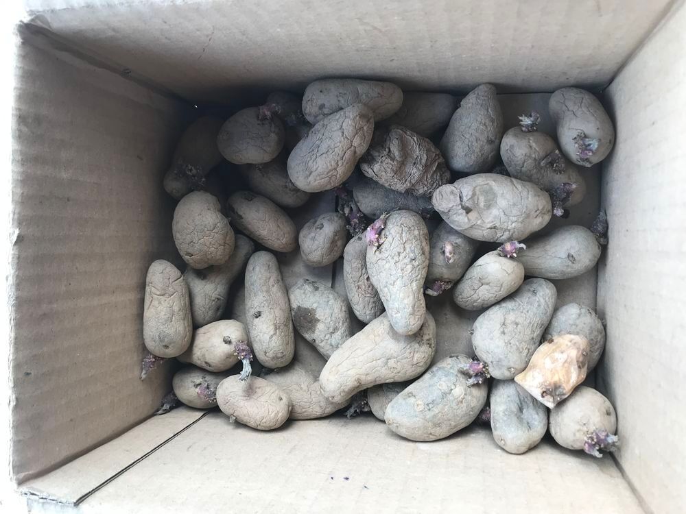 37 plants de pomme de terre de qualit&eacute; Jardin