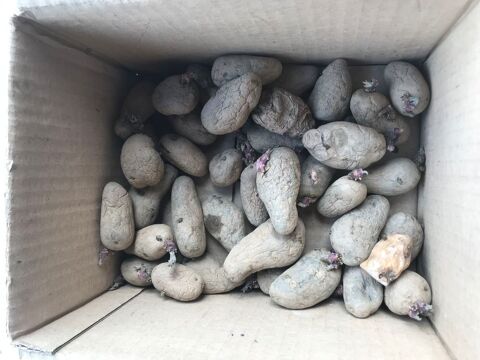 37 plants de pomme de terre de qualité 0 Mottier (38)