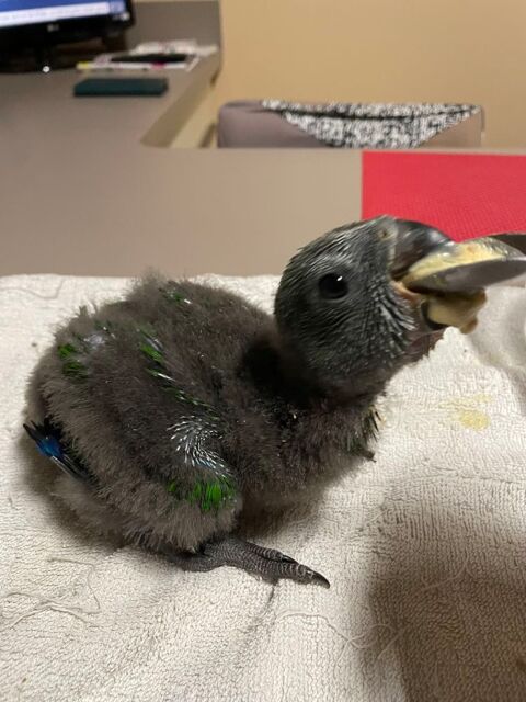 PERROQUET ECLECTUS 700 45520 Chevilly