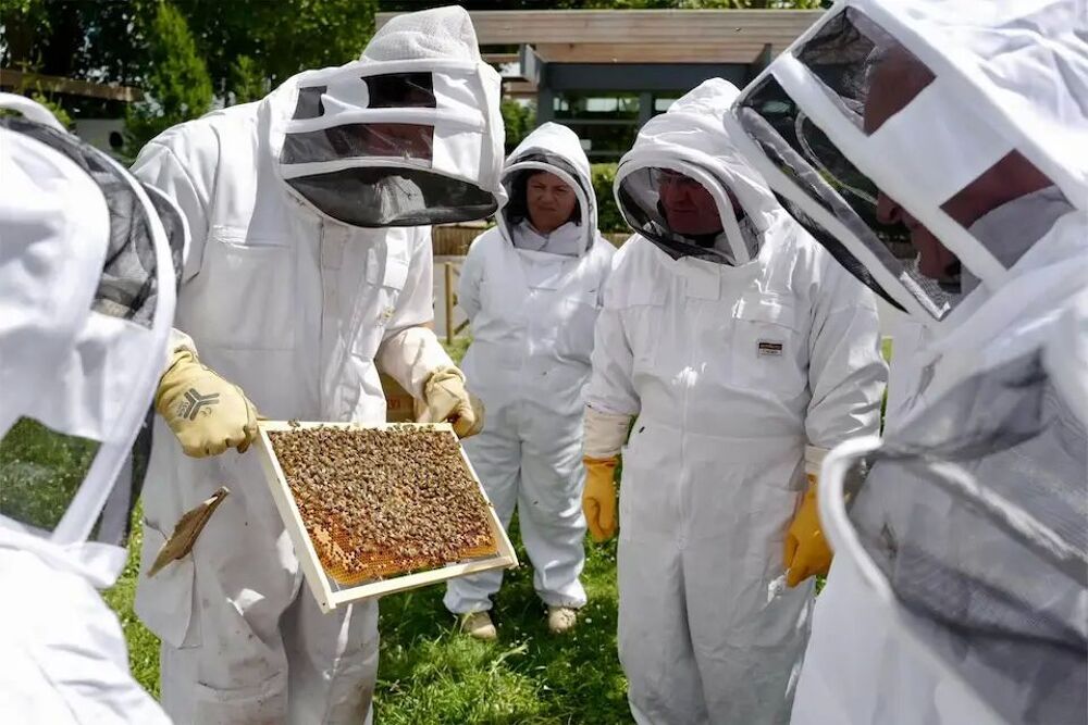   Apiculture Stages intensifs et d'élevage de reins 2026 