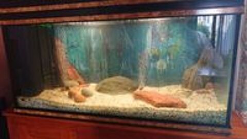   Grand Aquarium 200 L + TRES COMPLET - PRET USAGE  
