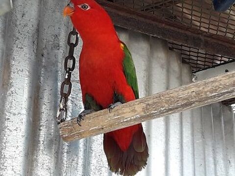 femelle lori des moluques 400 38300 Bourgoin-jallieu