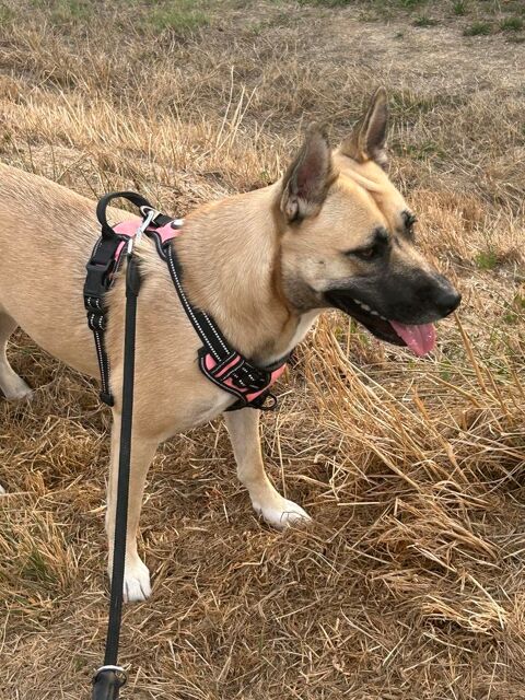 Donne chienne malinoise croiser husky 0 58300 Decize
