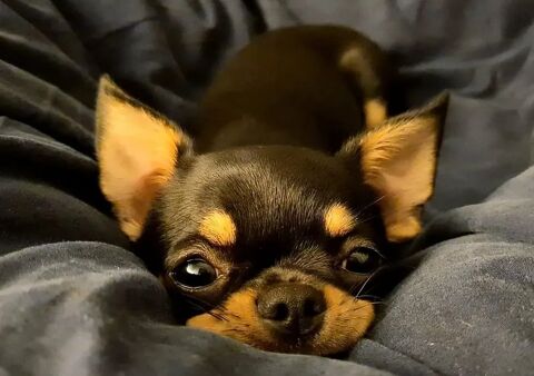   Saillie Magnifique Chihuahua LOF sur Lyon 