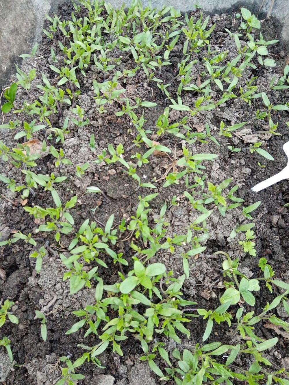 plants legumes. Jardin