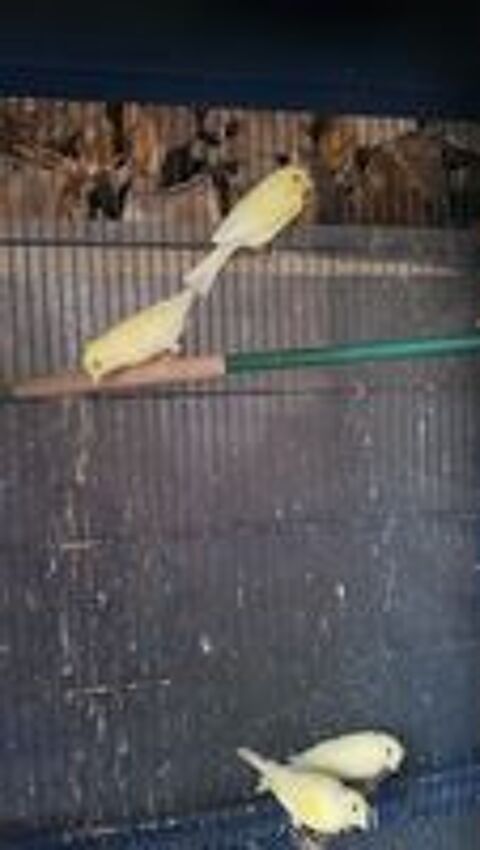   Canaris 