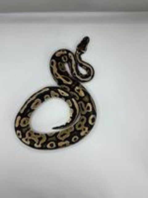   Python regius femelle (0.1) 