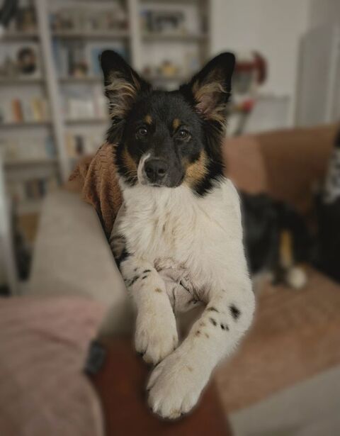 Recherche famille pour adopter petite femelle border collie  0 94430 Chennevi�res-sur-marne