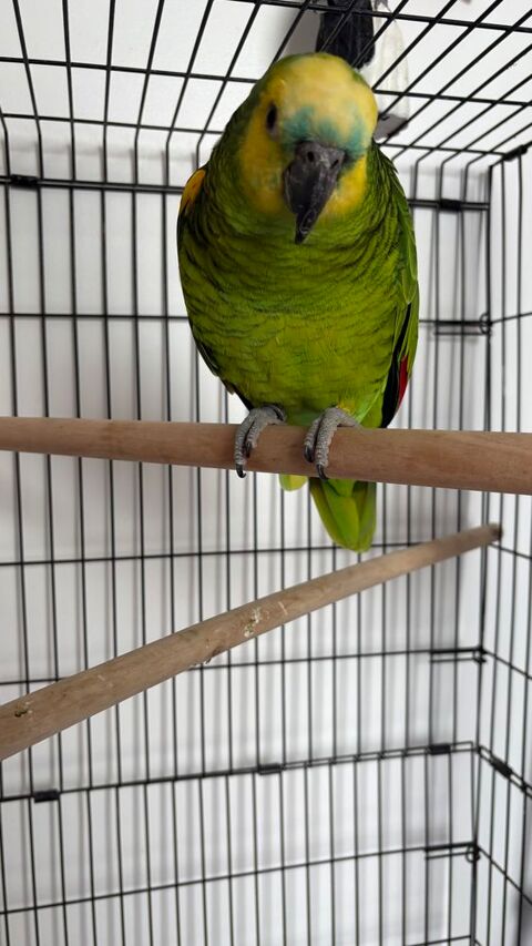 perroquet Amazon 900 Arpajon (91)