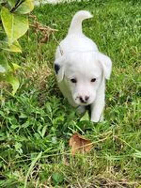   Jack russell terrier LOF 