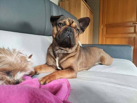 Chien OXO &agrave; l adoption 400 26130 Saint-restitut