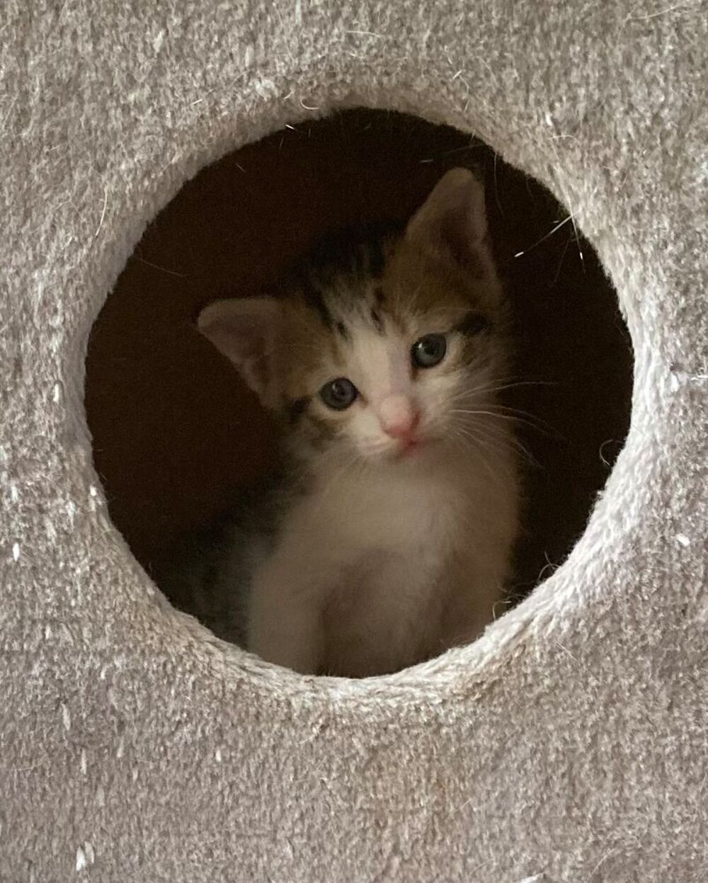   Donne chaton mâle  