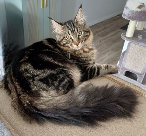 Male maine coon loof riex 700 51100 Reims