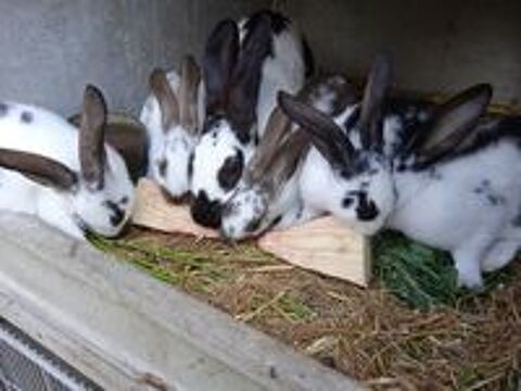   Lapins gant papillon de 2 mois  