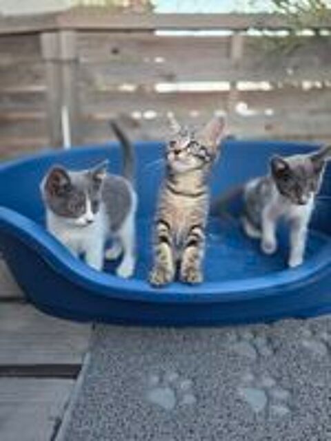   Magnifique chatons 