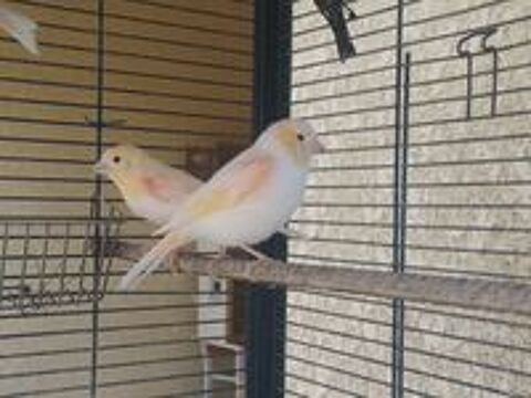   Canaris 