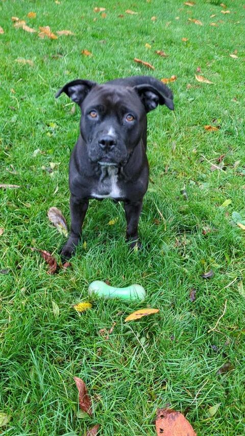 PATY la créole en normandie 150 08000 Charleville-mzires