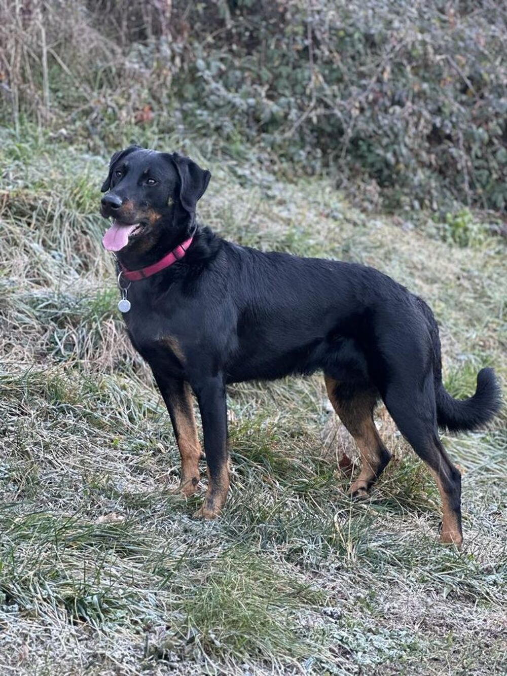   Beauceron cot 4, Dys A/A, coudes 0, PL-1-n/n, pour saillie 