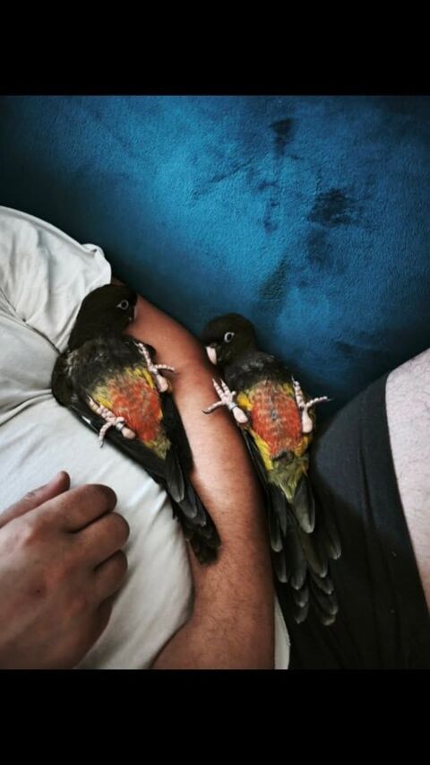 Conure de patagonie EAM 2026 350 35210 Châtillon-en-vendelais
