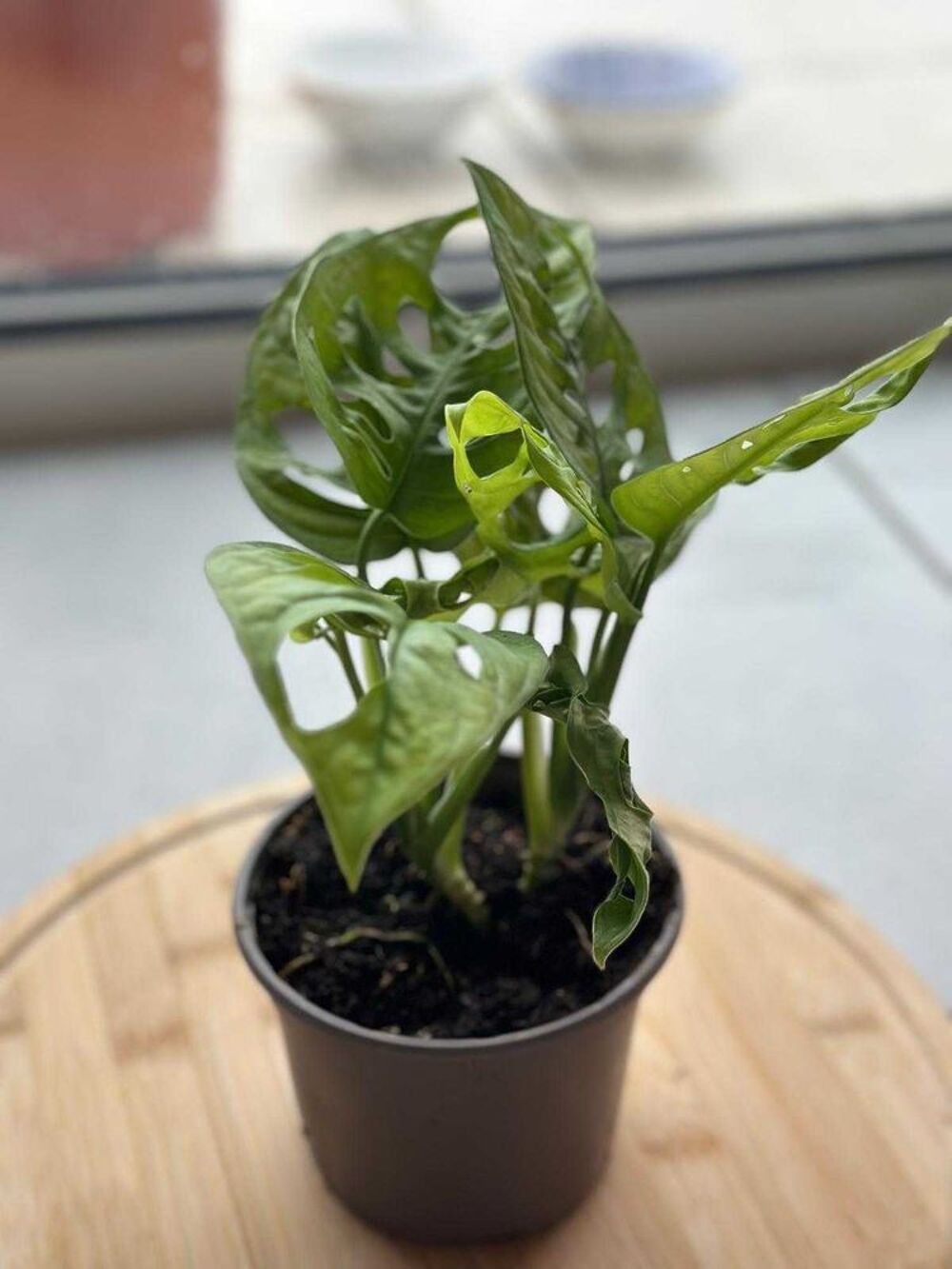 divers plantes Décoration