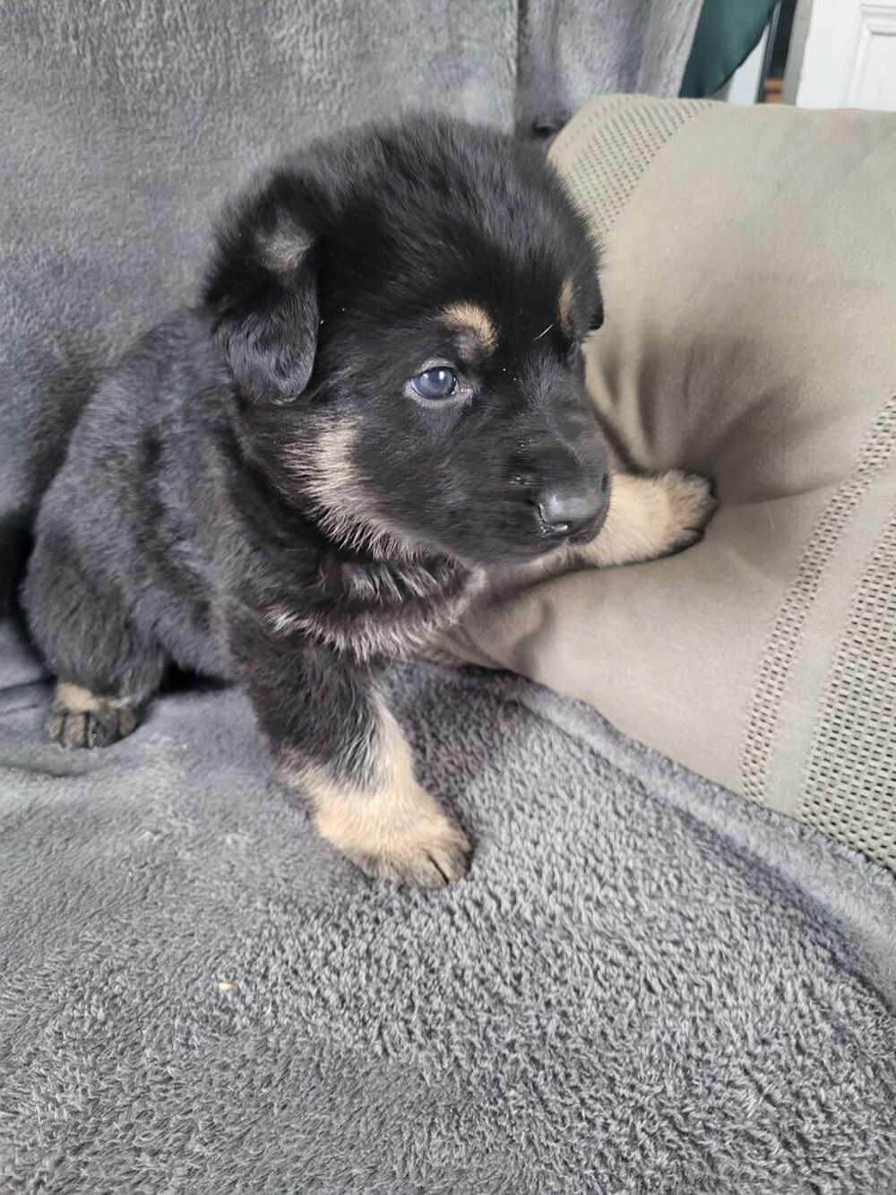   Disponible a la réservation chiots berger allemand 