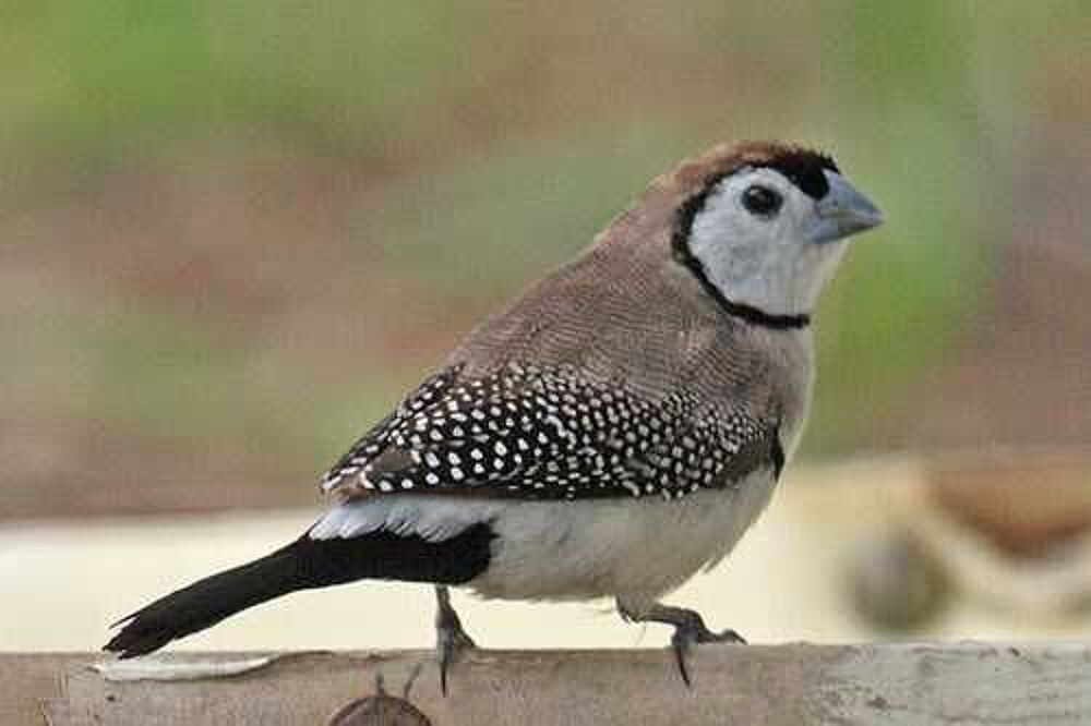 Oiseau exotique Bichenov.male 