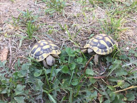 B&eacute;b&eacute;s tortues de terre 1 an 35 34160 Sussargues
