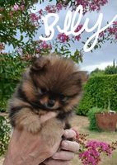   Chiots spitz 