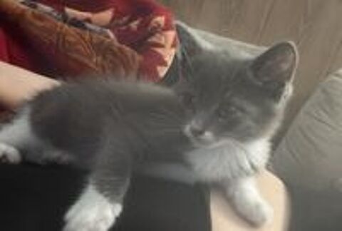   Chaton 