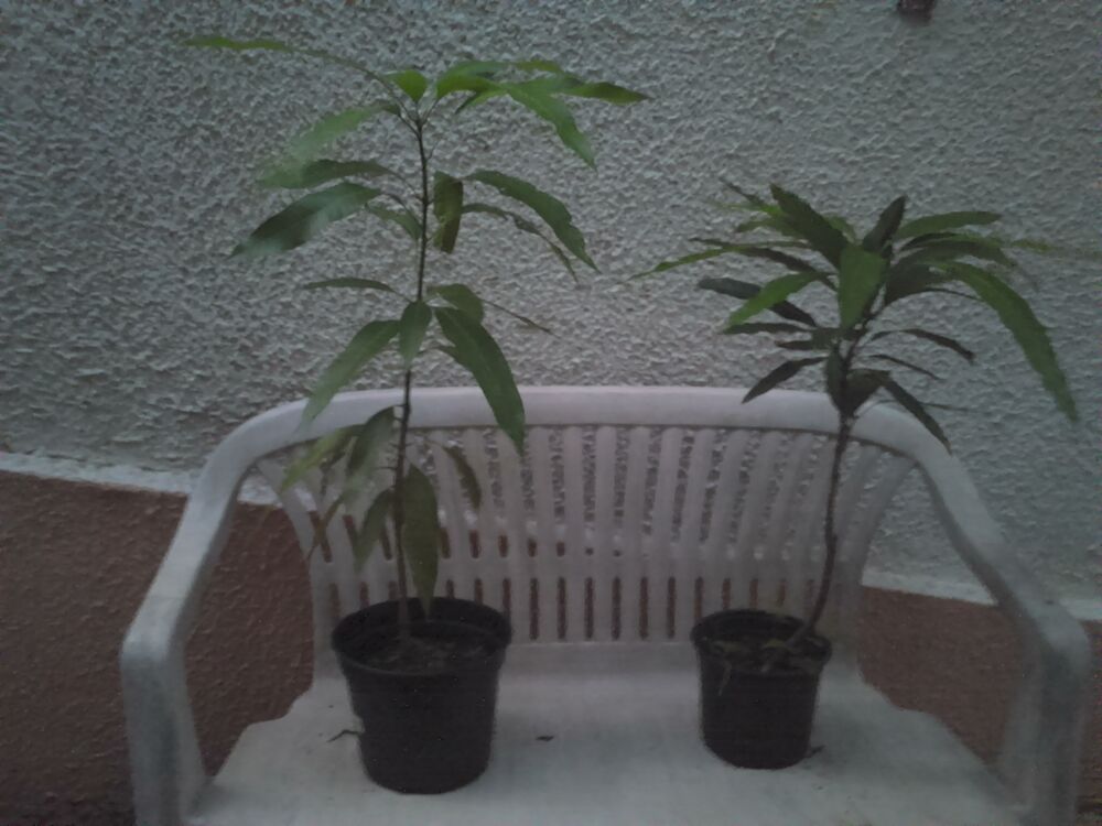 Plants avocatiers et manguiers Jardin