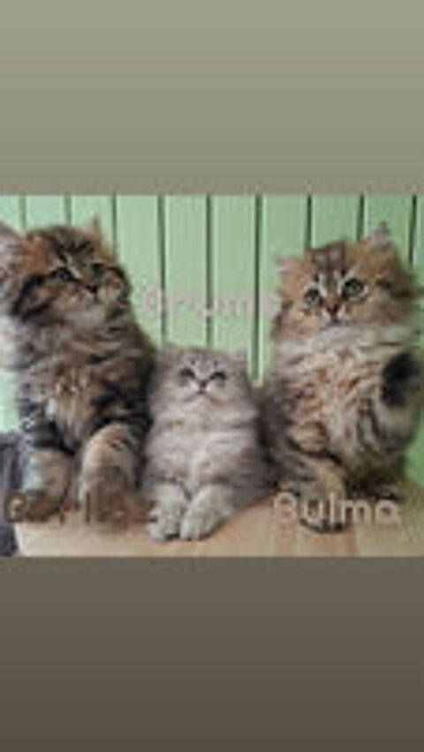   Chaton 