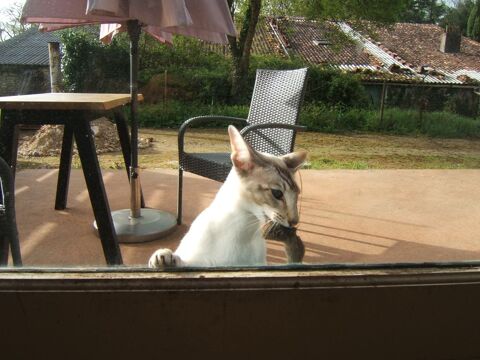 RECHERCHE TIBET chat siamois oriental 10 24530 Champagnac-de-belair
