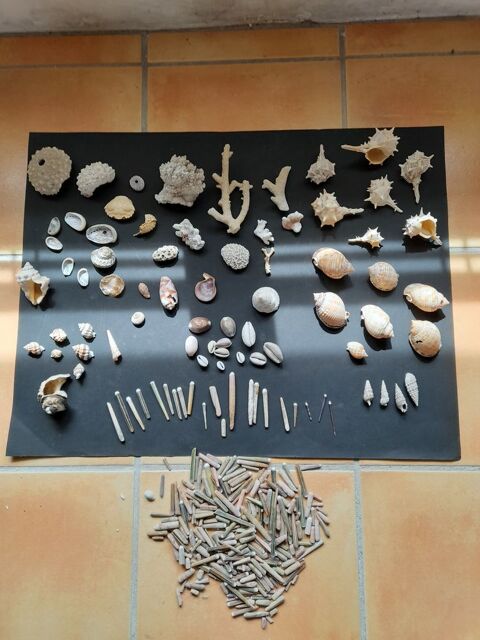 
Environ 60 coquillages
20 Le Thor (84)