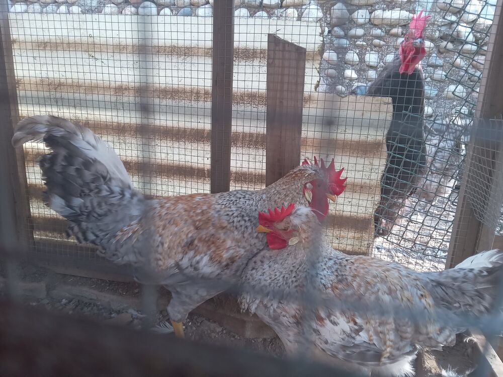  Coq de race 