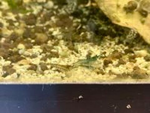   Crevettes bleues aquarium 