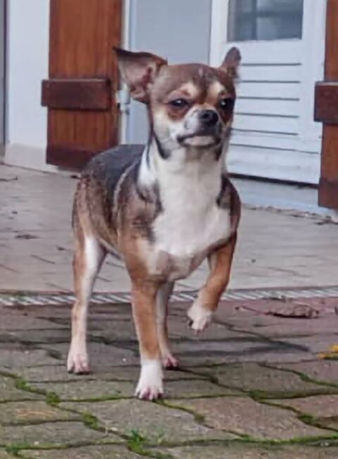 Magnifique petit M&acirc;le Chihuahua LOF 1100 89160 Ancy-le-franc