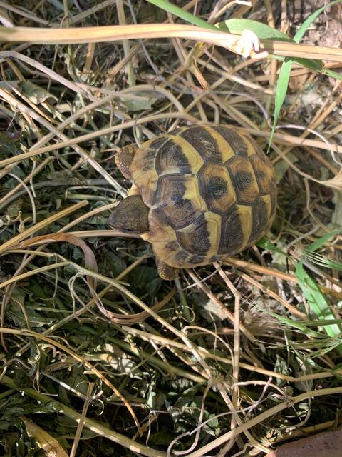 tortue de terre 3ans. 50 66000 Perpignan
