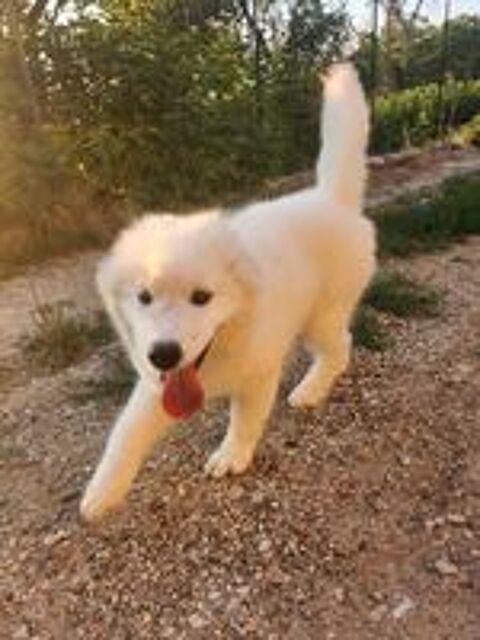   Femelle samoyede 