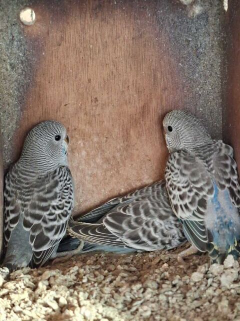 Perruches ondul&eacute;es 10 56250 Treffl�an