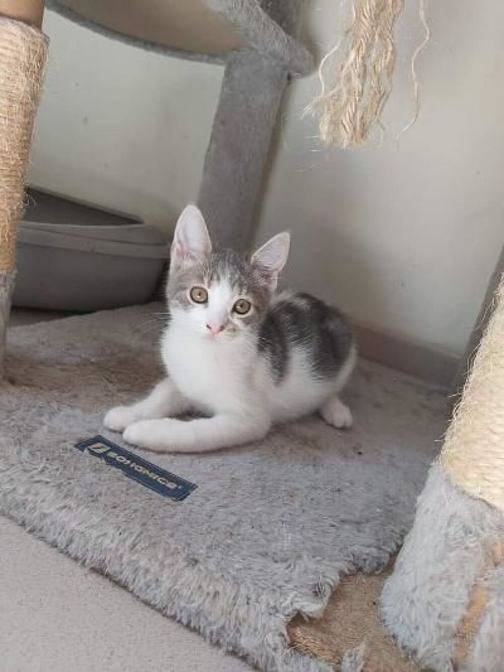   Taz, chaton � conqu�rir !!! 