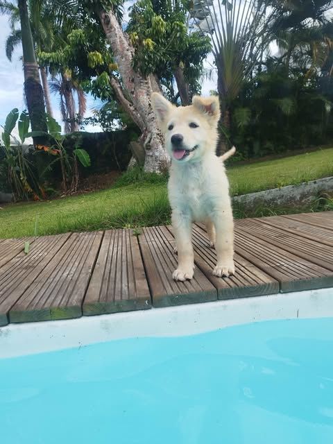 La belle Bianca 300 80000 Amiens