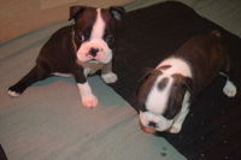   Chiots Boston Terrier non lof issus de parents lof 
