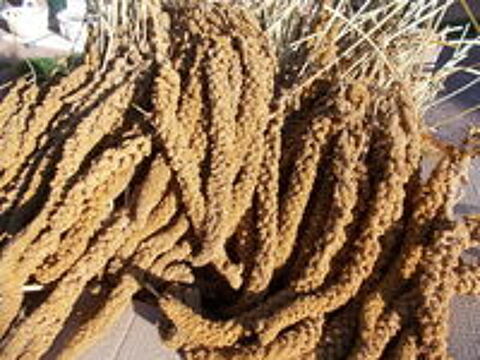   Millet grappe jaune ou rouge  