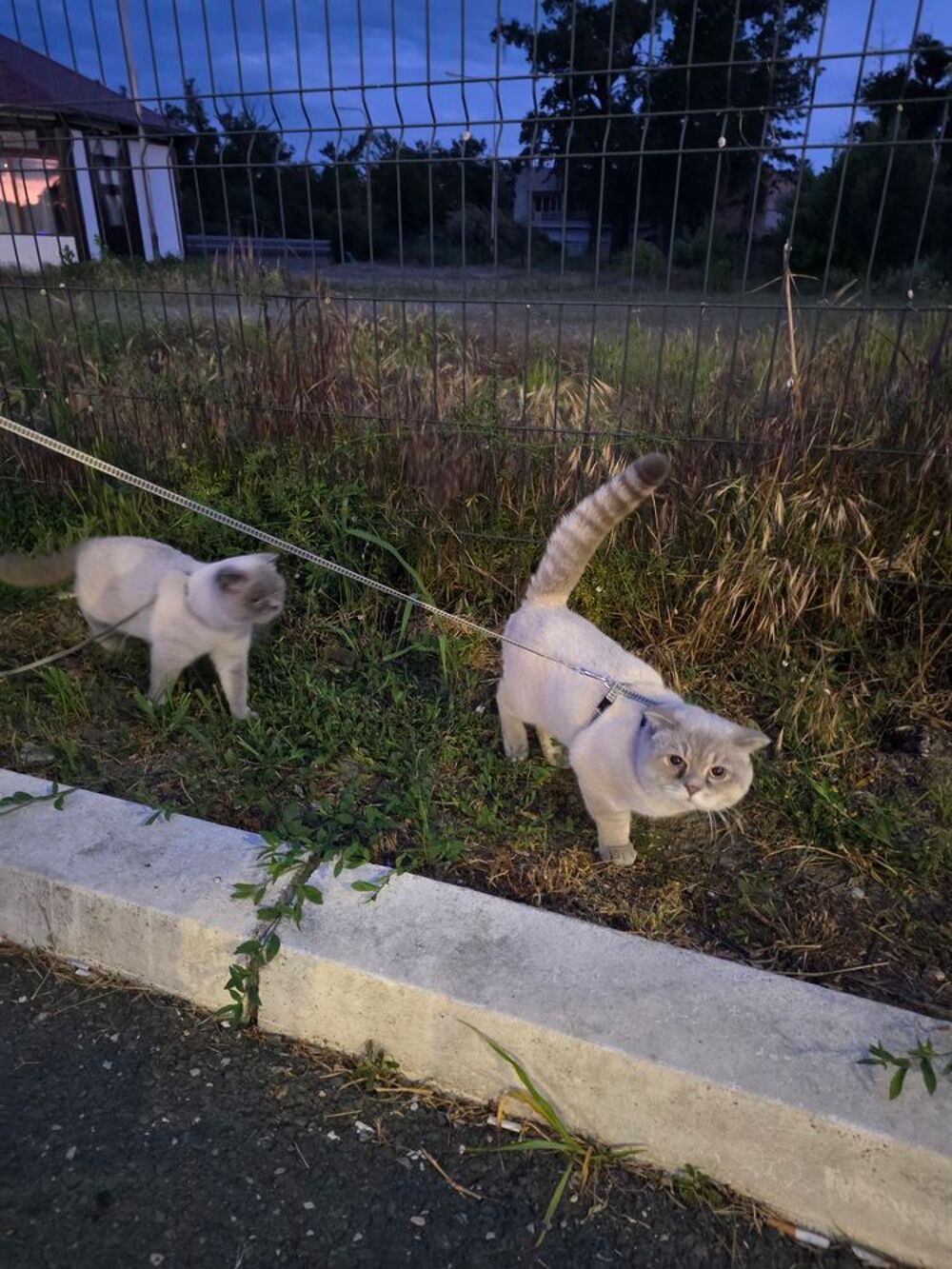   Magnifique Chat pour SAille 