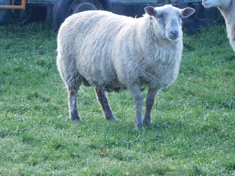Mouton mâle  de 2 ans 130 70310 Esmoulières