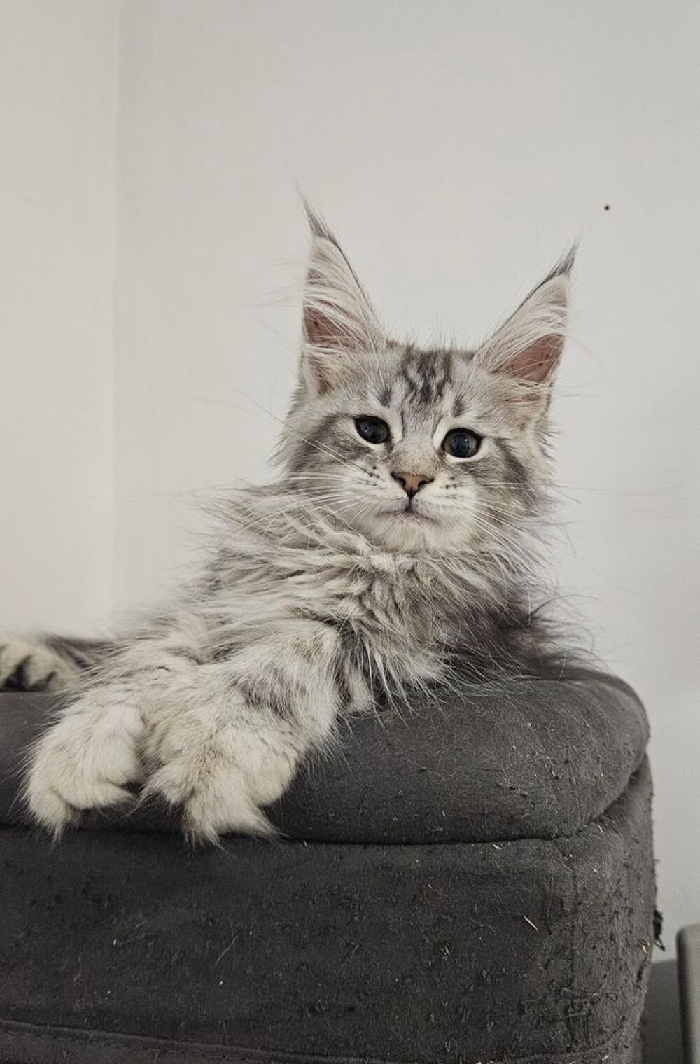   Maine coon Loof 