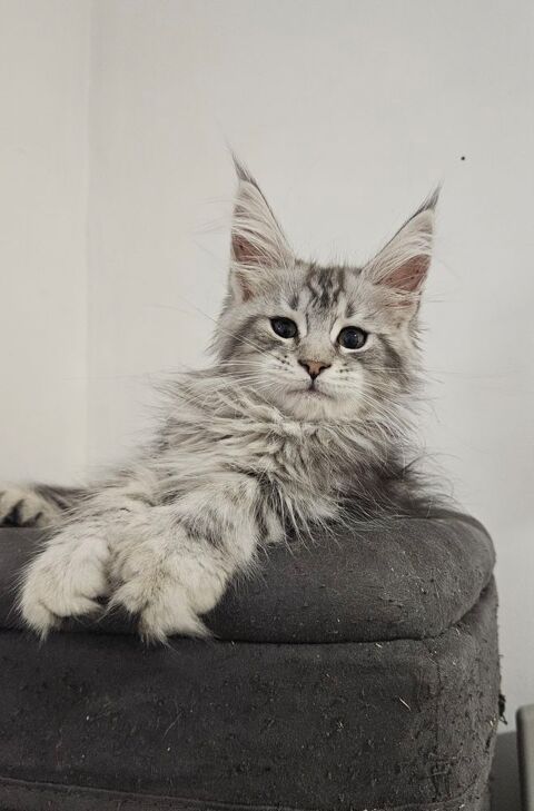 Maine coon Loof 1500 13390 Auriol