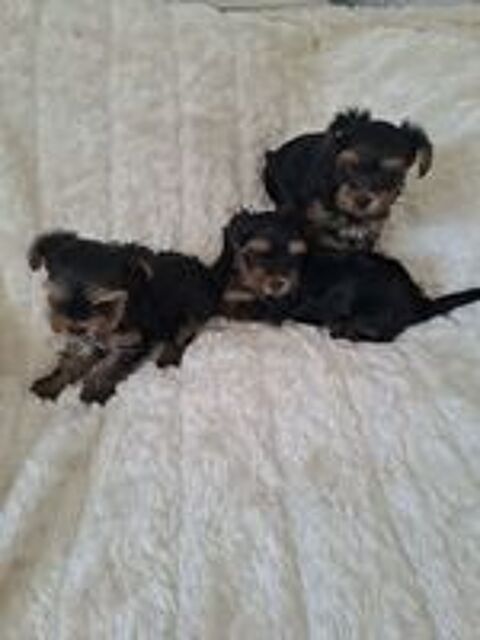   CHIOTS YORKSHIRE 
