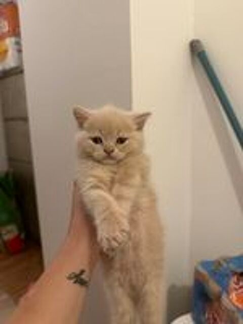   chat Scottish fold straight 