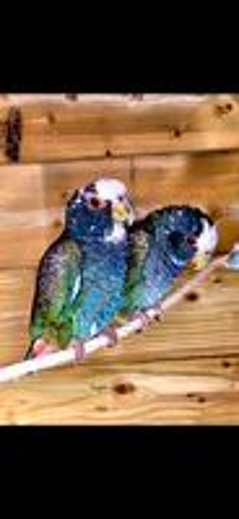   Perroquet pionus senilis  